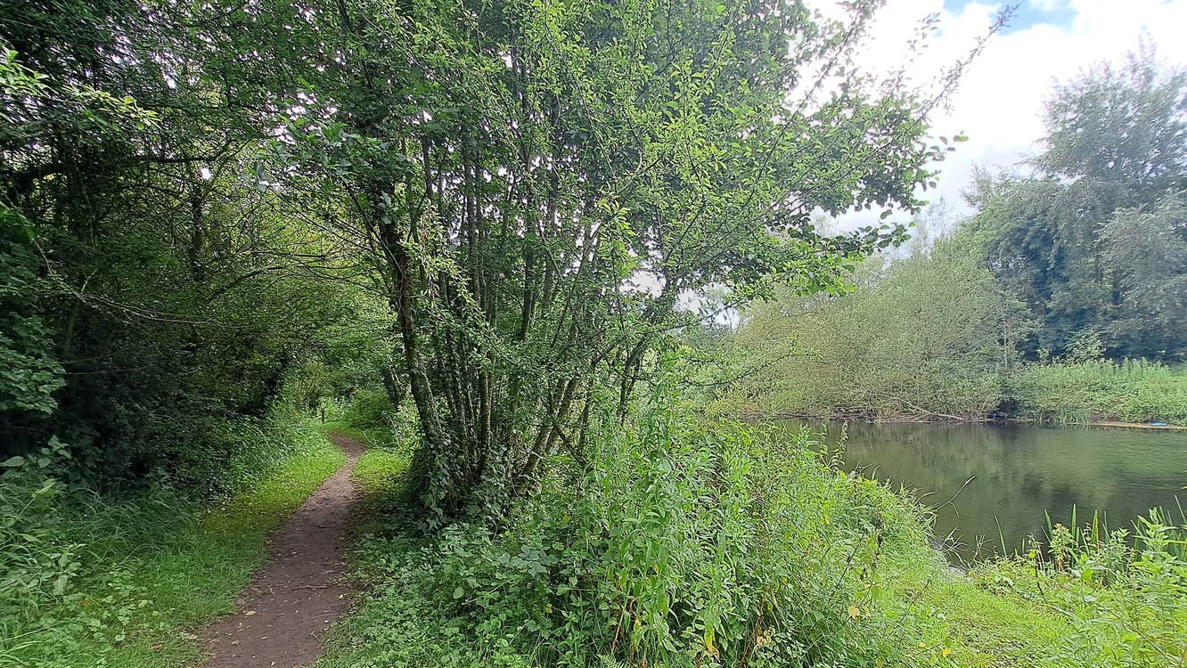 A pathway amongst green trees and shrubbery beside a river