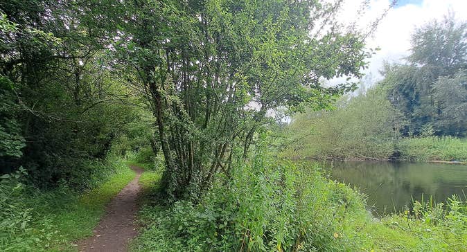 A pathway amongst green trees and shrubbery beside a river