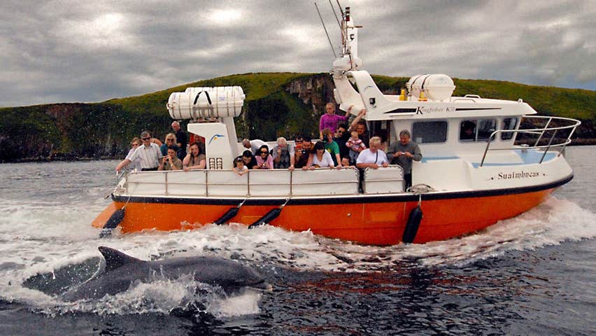 Dingle Dolphin Boat Tours boat trip