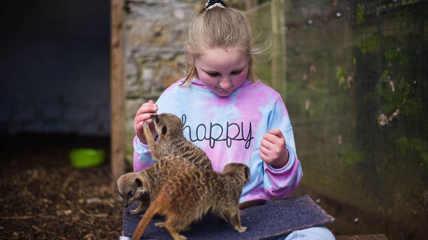 See the meerkats at Secret Valley Wildlife Park.