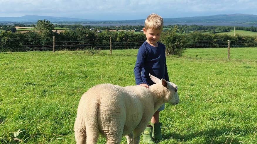 A boy and a sheep at Brookfield Farm, Tipperary