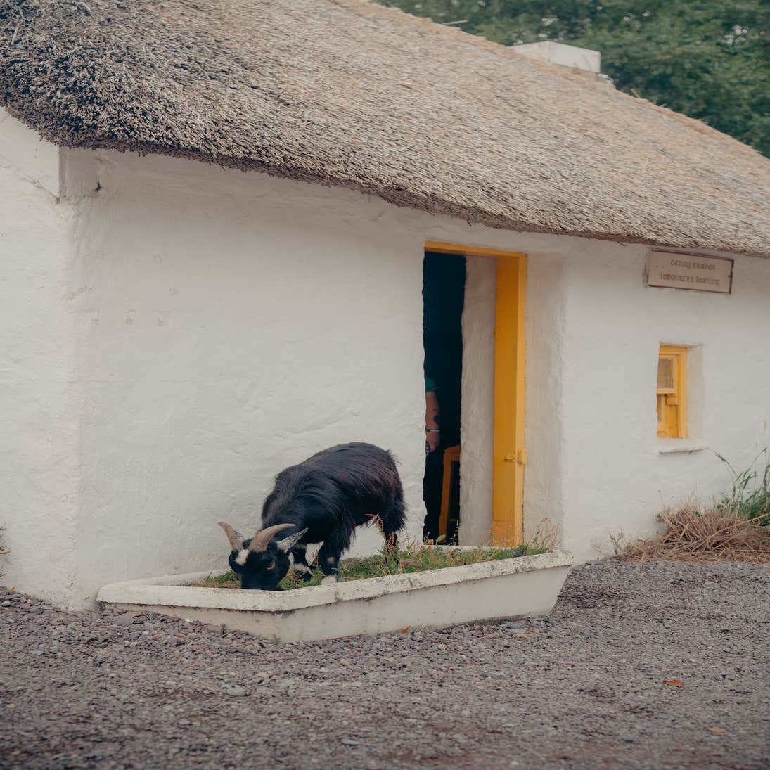 A goat grazing in front of a thatched cottage at Kerry Bog Village Museum in County Kerry.