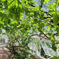 Grapes on the Vine at Turlough Park | Photo by Martina Burke Lavin