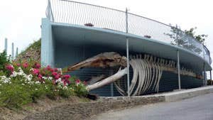 Kilbrittain Whale