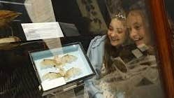 2 young girls looking with surprise at a display cabinet containing 2 bats mounted in a square case.