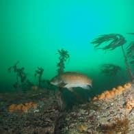 A ballan wrasse fish swimming near rocks