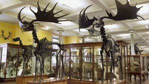 Images Courtesy of the National Museum of Ireland