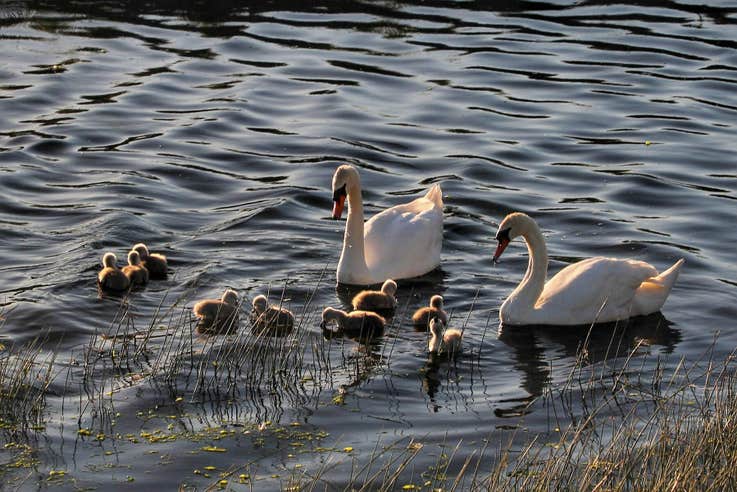 Swans and cygnets swimming in the water