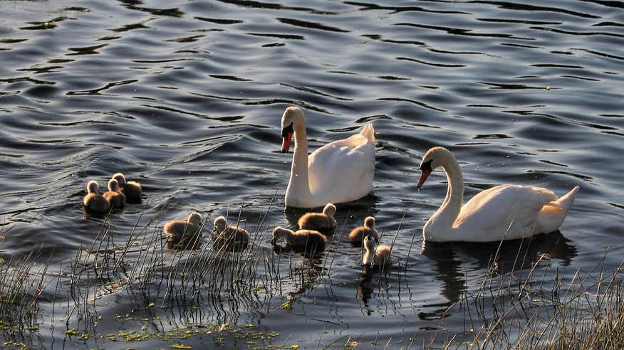 Swans and cygnets swimming in the water