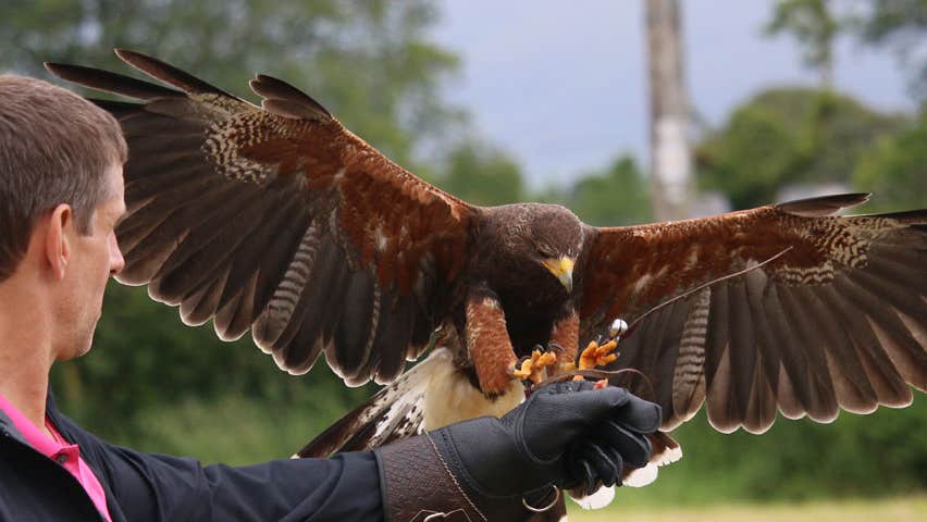 A falcon landing with wings spread on a mans gloved arm