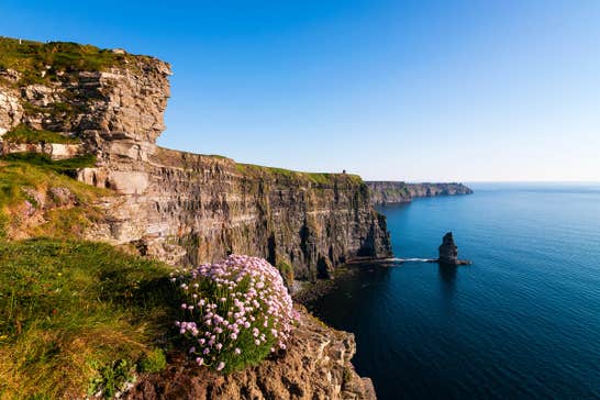 Flowers and grass on the edge of the Cliffs of Moher in  County Clare