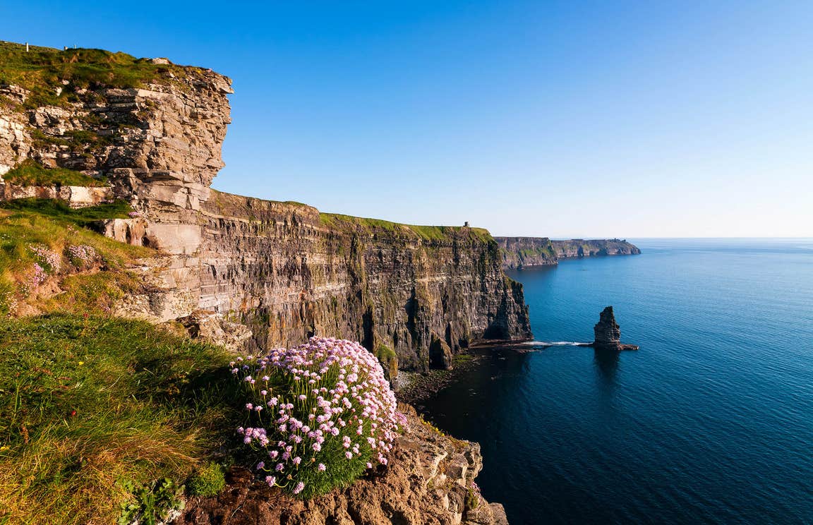 Flowers and grass on the edge of the Cliffs of Moher in County Clare