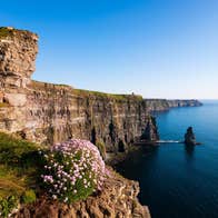 Flowers and grass on the edge of the Cliffs of Moher in  County Clare