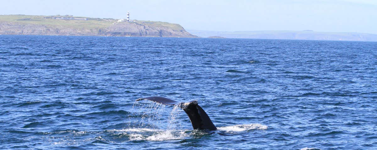 Whale in the ocean off the coast of County Cork