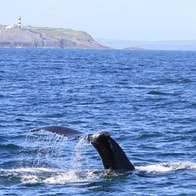 Whale in the ocean off the coast of County Cork