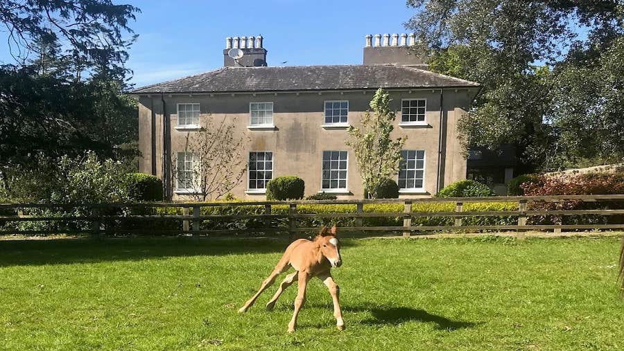 Exterior of Crossogue Equestrian