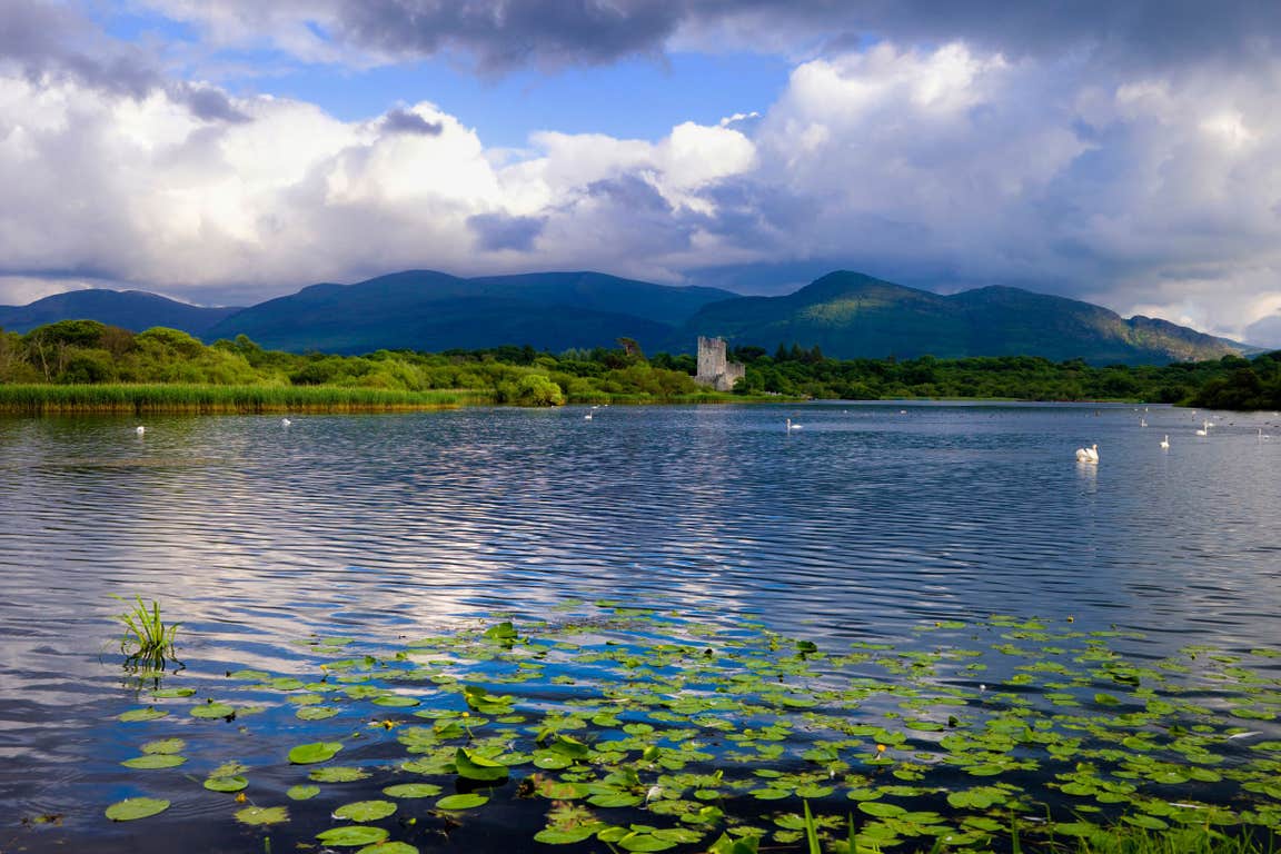 Lily pads in the water in front of Killarney Castle in County Kerry