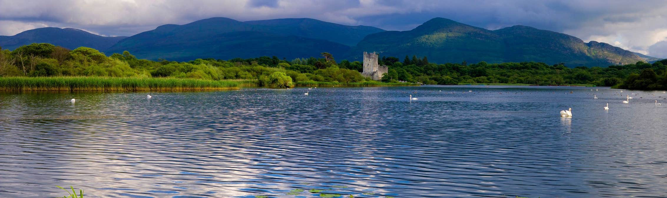 Lily pads in the water in front of Killarney Castle in County Kerry