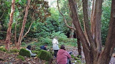 Danú Forest Bathing view of a group in the forest under mature trees with moss and ferns