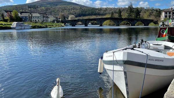 A swan gliding passed a moored boat
