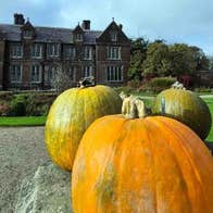 Join in the Halloween fun at Wells House and Gardens, Wexford with our Tricks, Treats, Train Rides and Pumpkin Patch Fun this Halloween - pick a pumpkin to bring home in time for October 31st and meet our spooky characters in the Arboretum