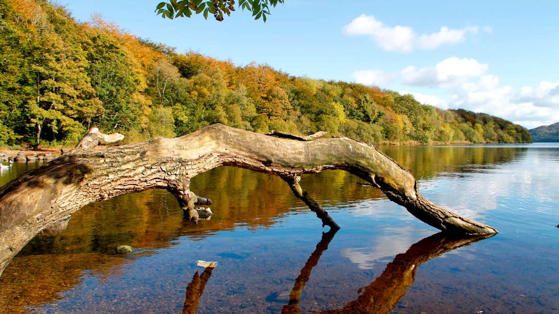 An old tree branch in a lake at Hazelwood National Forest in Sligo.