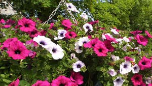 Flowerbasket