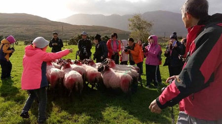 A tour group standing in a field with sheep during a sheep dog demonstration