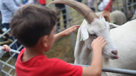 Argi farm Saturday at the Festival