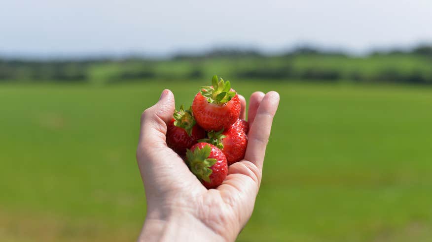 A hand holding a few strawberries.