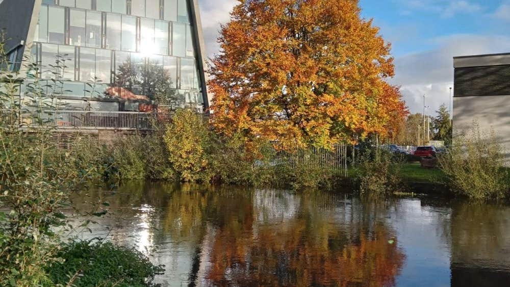 A colourful tree and modern building overlooking a river