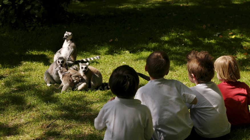 Four kids observing lemurs at Fota Wildlife Park on Fota Island in County Cork.