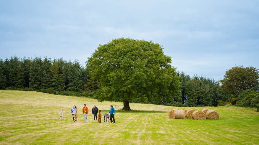 Group of friends crossing a field with alpacas.