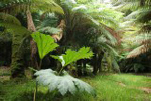 Derreen Gardens, Kerry