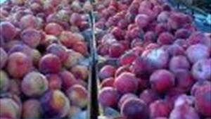 University of Limerk (UL) Farmers Market