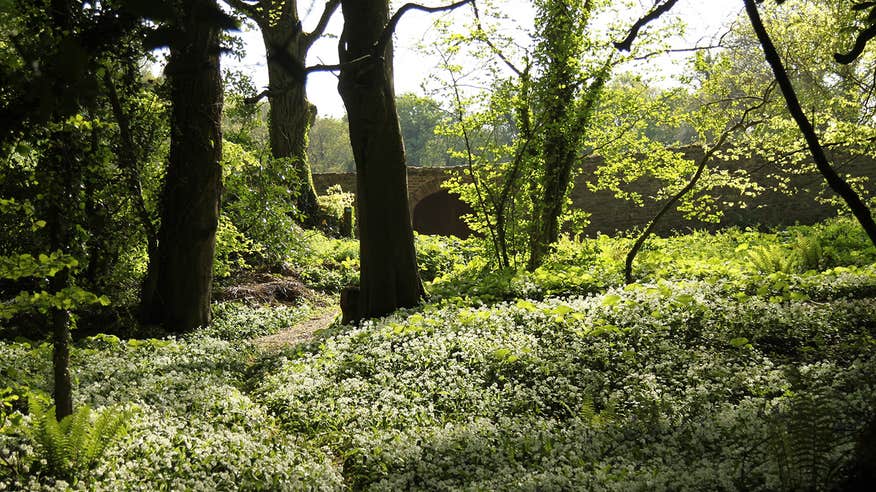 A peaceful forest at Tintern Abbey, Wexford