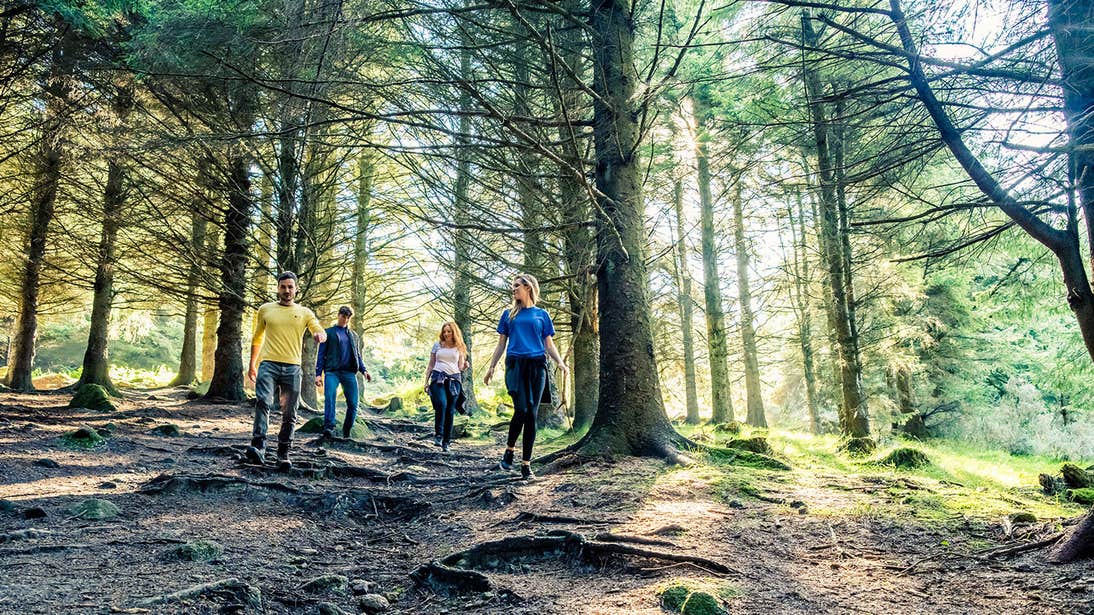 A group of friends hiking through a Dublin forest with an uneven terrain and tall trees