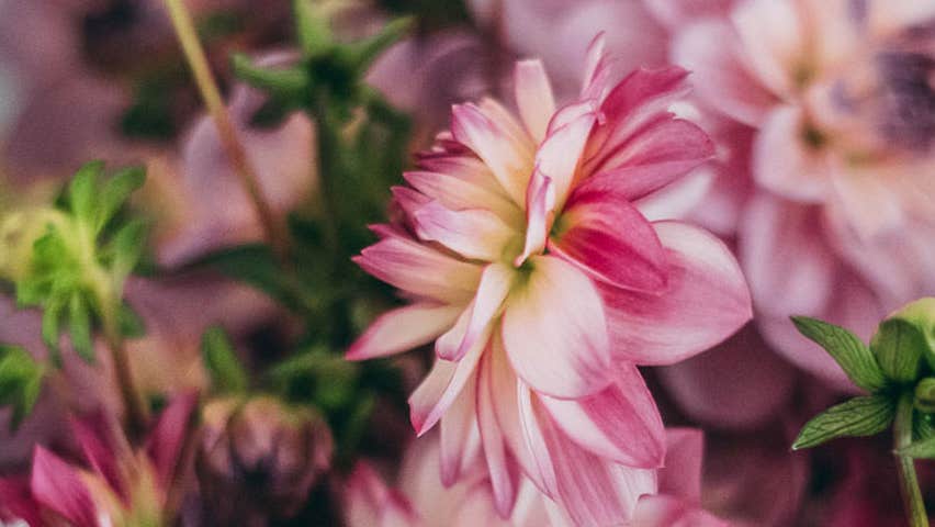 Bumble Bee Flower Farm pink bouquet