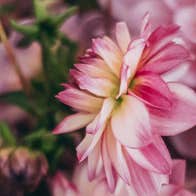 Bumble Bee Flower Farm pink bouquet