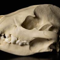 Brown Bear Skull Natural History Handling Collection