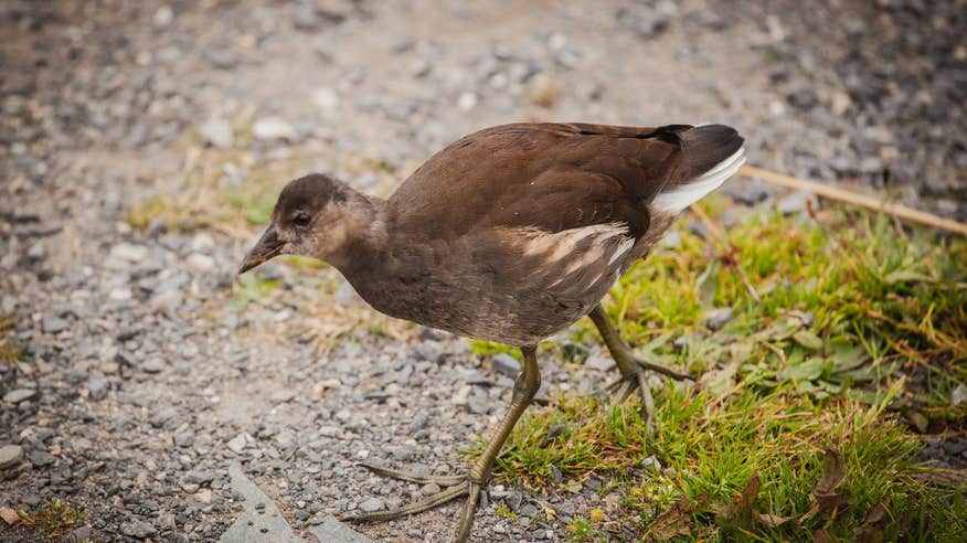 A bird in The Wexford Slobs and Wildfowl Reserve, Co Wexford