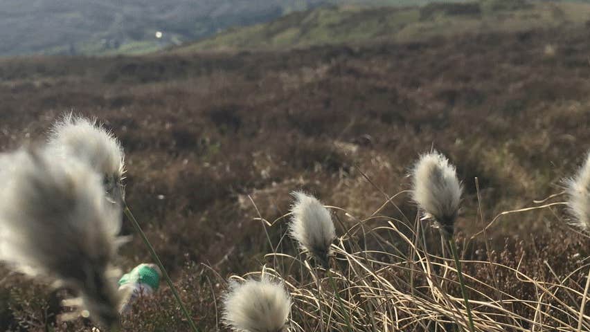 View of bog cotton plants with a bogland view in the background