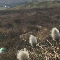 View of bog cotton plants with a bogland view in the background