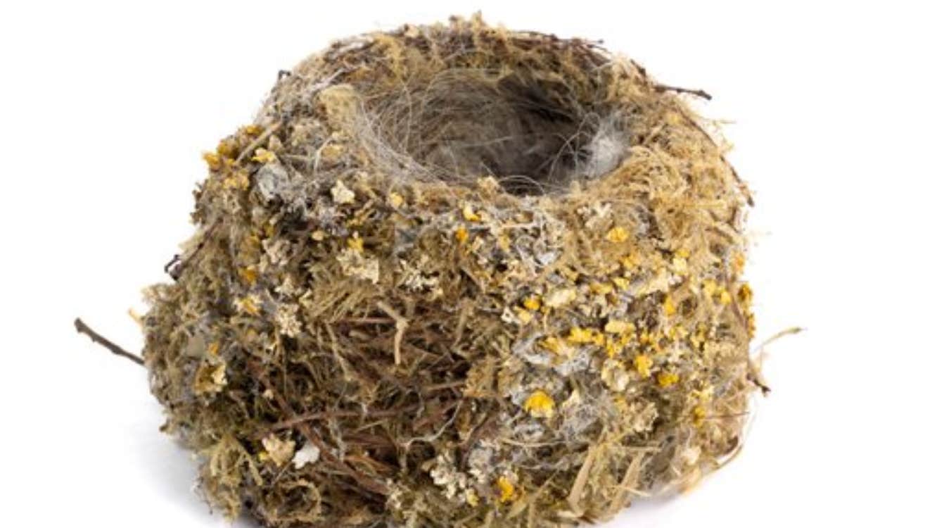A wren's nest (Troglodytes troglodytes)