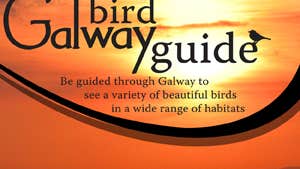 Galway Bird Watching