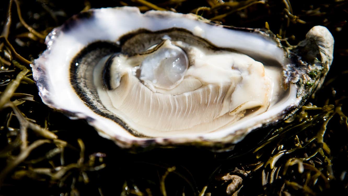 An open oyster sitting on a bed of seaweed
