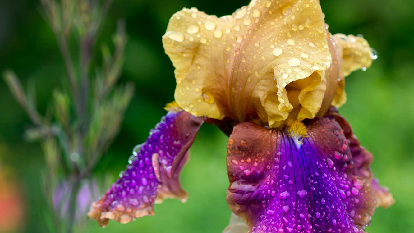 Tourin House and Gardens view of purple and yellow iris flower