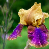 Tourin House and Gardens view of purple and yellow iris flower