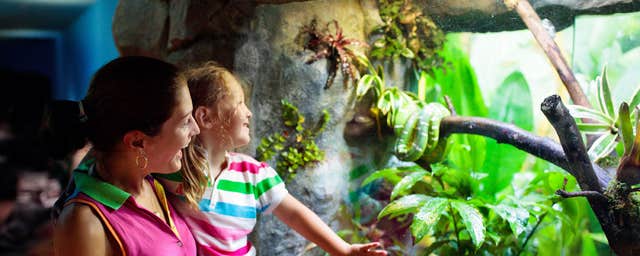 The National Reptile Zoo, Kilkenny