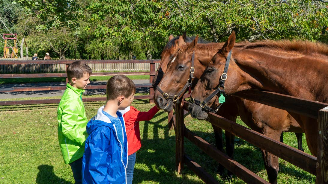 Three kids petting horses at Irish National Stud in County Kildare